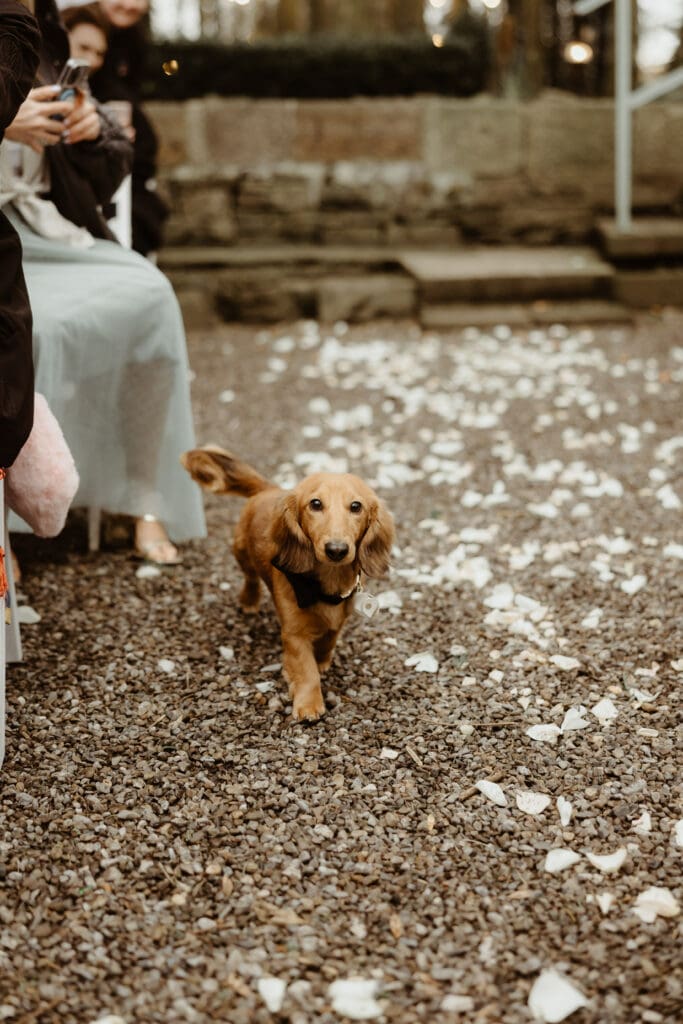 dog at a wedding ireland